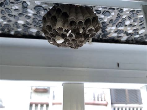 有蜜蜂築巢 外玄關